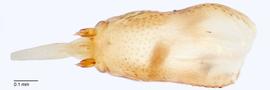 Fig. 16: Hypopharyngeal complex, dorsal view