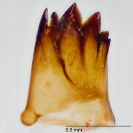 Fig. 17: Mandible
