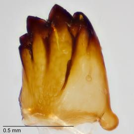 Fig. 18: Mandible