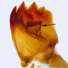 Fig. 9: Mandible