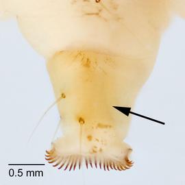 Fig. 5: Proleg