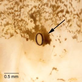 Fig. 3: Spiracle