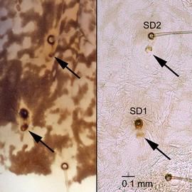 Fig. 2: SD1-2 on T2