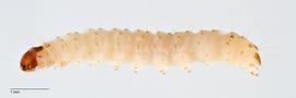 Fig. 1: Late instar, lateral view