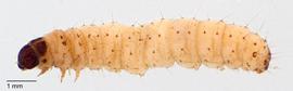 Fig. 2: Late instar, lateral view