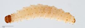 Fig. 3: Late instar, dorsal view