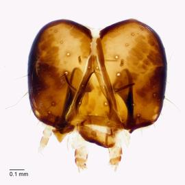 Fig. 6: Head