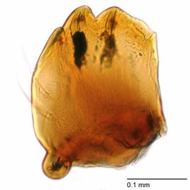 Fig. 8: Mandible