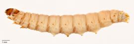 Fig. 1: Late instar, lateral view