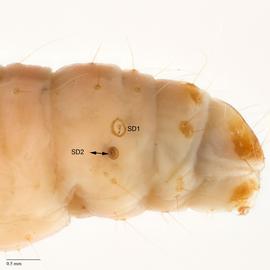 Fig. 4: SD2 on A8