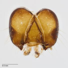 Fig. 7: Head