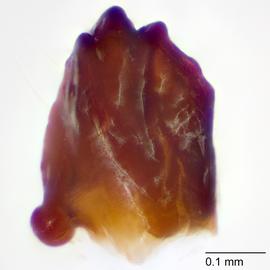 Fig. 9: Mandible