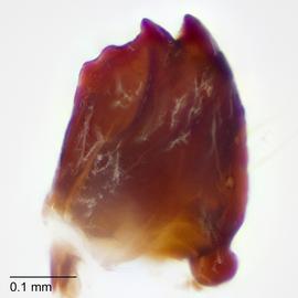 Fig. 10: Mandible