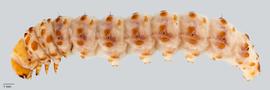 Fig. 1: Late instar, lateral view