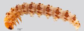 Fig. 3: Early instar, lateral view