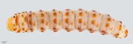 Fig. 4: Late instar, dorsal view