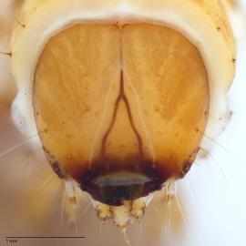 Fig. 8: Head