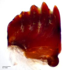 Fig. 10: Mandible