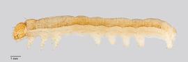 Fig. 3: Early instar, lateral view