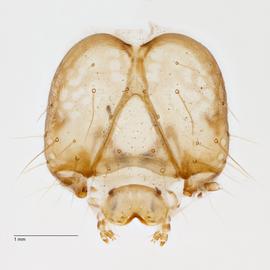 Fig. 8: Head