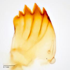 Fig. 10: Mandible