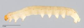 Fig. 2: Mid-instar, lateral view