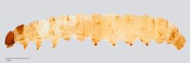 Fig. 3: Late instar, lateral view (India)