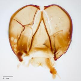 Fig. 8: Head