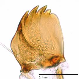Fig. 10: Mandible