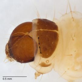 Fig. 5: P-t shield