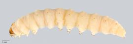 Fig. 2: Late instar, lateral view