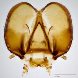 Fig. 7: Head