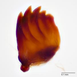Fig. 9: Mandible