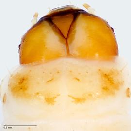 Fig. 4: T1 shield