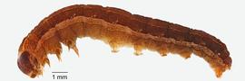 Fig. 2: Late instar, lateral view
