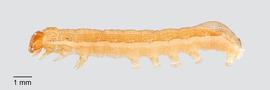Fig. 5: Mid-instar, lateral view