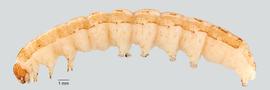Fig. 3: Late instar, lateral view