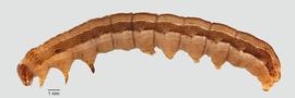 Fig. 4: Late instar, lateral view