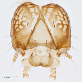 Fig. 11: Head