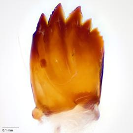 Fig. 13: Mandible