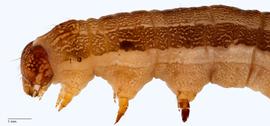 Fig. 6: Late instar, thorax