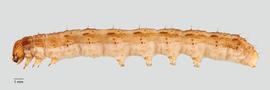 Fig. 1: Late instar, lateral view