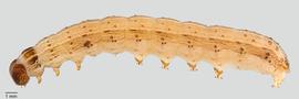 Fig. 3: Late instar, lateral view
