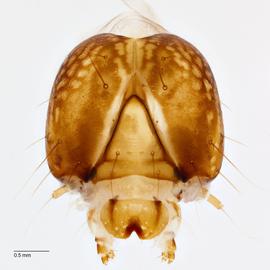 Fig. 6: Head