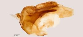 Fig. 8: Hypo. complex