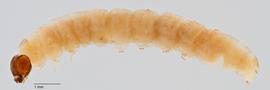 Fig. 2:  Grapholita funebrana , lateral view