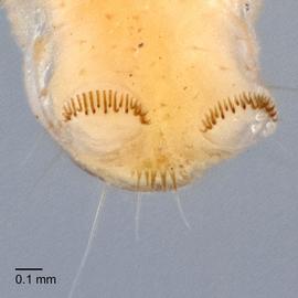 Fig. 6: Anal comb