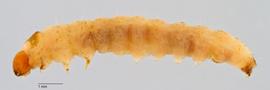 Fig. 1: Late instar, lateral view