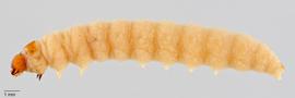 Fig. 2: Late instar, lateral view