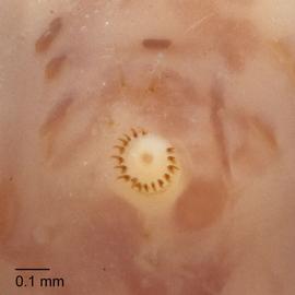 Fig. 4: Abd. crochets